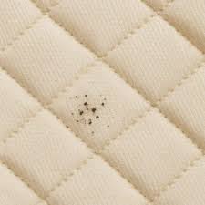 Image result for bed bugs droppings