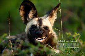 Don T Cry Because It S Over Smile Because It Happened Dr Seuss African Wild Dog Wild Dog African Hunting Dog