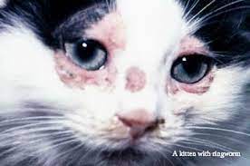 How To Get Rid Of Treat Ringworm In Cats And Kittens Ringworm In Cats Cat Ringworm Cats And Kittens
