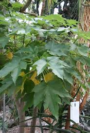 Image result for Obetia