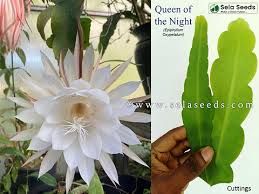 Image result for Oxypetalum