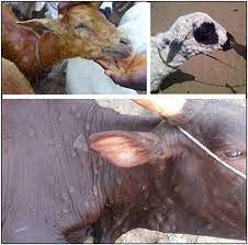 Frontiers Epidemiological Characteristics And Economic Impact Of Lumpy Skin Disease Sheeppox And Goatpox Among Subsistence Farmers In Northeast Nigeria Veterinary Science