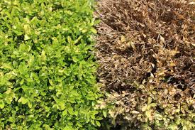 Image result for caterpillar box tree moth inside buxus plant