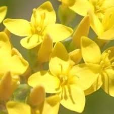 Image result for Sebaea