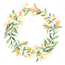 The Wreath Of Watercolor Yellow Honeysuckle Flower Isolate On White Honeysuckle Flower Honeysuckle Tattoo Bloom Tattoo