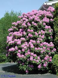 Rhododendron Maximum Purple Trees To Plant Pink Dogwood Tree Evergreen Shrubs