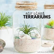 Amazon has its own dedicated coupon page, which is a great resource if you're looking for an amazon promo code. Air Plant Terrarium Stem Project Left Brain Craft Brain