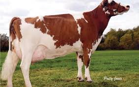 Ayrshire Cow Vacas Holstein Ganado Vacuno Vacas