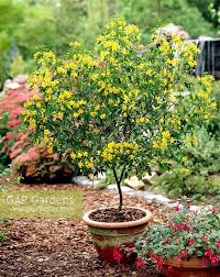 Image result for Senna floribunda