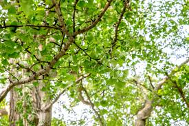 Yes, ginkgo fruit is edible in moderation, and if you can get past the nasty smell. Ginkgo Biloba Tree Care And Growing Guide