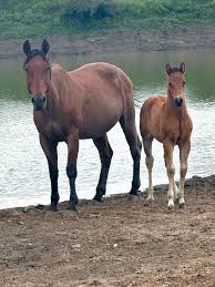 Image result for tbn:tVj6rqcH-AQR9M::www.pregonagropecuario.com.ar/images/caballo_overo.jpg