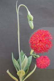 Image result for Kleinia abyssinica