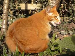 Ginger Oriental Longhair Cat Pics Cats Animals