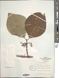 Image result for Afrocanthium lactescens