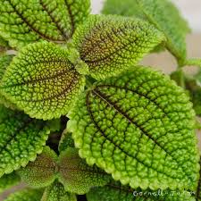 Image result for Pilea rivularis
