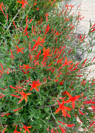 Image result for Anisacanthus