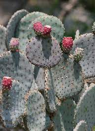 Lovely yellow flowers appear in spring followed by red fruit in the summer months. Santa Rita Prickly Pear Opuntia Santa Rita Cactus Flower Arizona Wildflowers