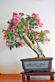 Make sure your bonsai gets plenty of light, water, and fertilize when. How To Plant Bougainvillea Bonsai Tree In Sinhala