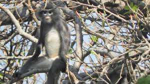 Maybe you would like to learn more about one of these? Spesies Monyet Yang Baru Ditemukan Di Myanmar Sudah Menghadapi Kepunahan Bbc News Indonesia