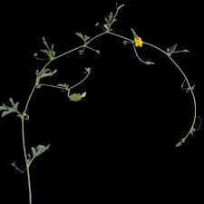 Image result for Cucumis quintanilhae