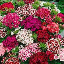 Dianthus Indian Carpet Sweet William Flowers Flower Seeds Fast Growing Flowers