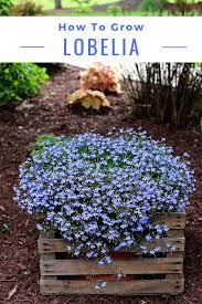Lobelia Love Tips For Growing Lobelia Plants Plants Container Gardening Flowers Outdoor Plants