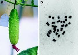 Image result for Cucumis kalahariensis