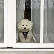 Den hund allein daheim zu lassen, ist für viele hundebesitzer ein problem. Wie Lange Kann Ein Hund Allein Bleiben Expertin Klart Auf Derwesten De