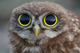 Baby Bird With Big Eyes Eyes As Big As Saucers Owl Eyes Animals Owl