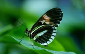 With these butterfly png images, . Free Monarch Butterfly Pictures Free Stock Photos Download 660 Free Stock Photos For Commercial Use Format Hd High Resolution Jpg Images