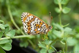 Image result for Melitaea cinxia