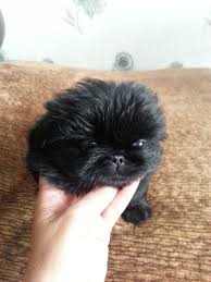 Black And White Pekingese Puppies For Sale Pekingese Puppies Manchester Greater Manchester Pets4homes Pekingese Puppies Pekingese Puppies