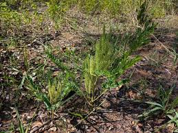 Image result for Entada arenaria