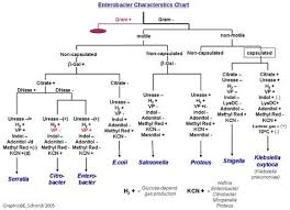Gram Negative Identification Flow Chart They Are All Gram