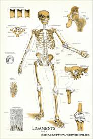 Start by drawing the head again, the same egg shape but with the end pointing diagonally down, and drop a vertical line from the crown to the ground. Spine Upper And Lower Limb Joints Anatomy Poster Human Body Joint Clinical Chart Art Posters Art