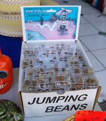 It is during this time when rural farmers will collect them from the ground, quickly, before the monsoon rains wash them away! What S Inside Of A Mexican Jumping Bean Microcosmos