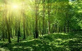 Survival, open world, horror, adventure, building, action, simulation. Green Forest Wallpapers For Free Download About 339 Wallpapers
