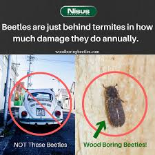 The Destruction Of Wood Boring Beetles Beetle Carpenter Bee Termites