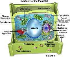 Plants Articles Page 4 Of 6 Biology Junction