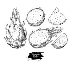 Dragonfruit Stock Illustrations 1 518 Dragonfruit Stock Illustrations Vectors Clipart Dreamstime 2:43 pinkpanda recommended for you. dragonfruit stock illustrations 1 518