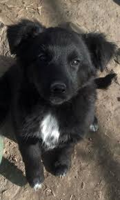 Dogs like peggy, sean and tara pay the price. Adopt Puppies On Petfinder Border Collie Mix Puppies Mix Puppies Puppies