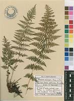 Image result for Athyrium schimperi