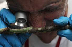 Image result for Isonema infundibuliflorum