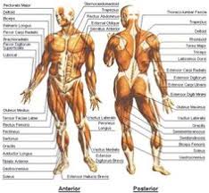 Note that some muscles listed above are identified as 'deep muscle', which may explain why they are difficult to find on diagrams of superficial muscles. 57 Names Of Muscles Ideas Muscle Anatomy Human Anatomy And Physiology Human Anatomy