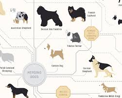 The Diagram Of Dogs A Dog Breed Infographic Poster By Pop