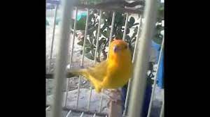 Busca y descarga canciones canto de canario criollo mp3 gratis, la música es gratuita y en alta calidad 320 kbps. Descargar Mp3 Canto De Canario Criollo Gratis Mp3bueno Site