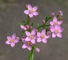 Image result for centaury