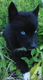 Siberian Husky Black And Blue Eyes All Black Husky With Blue Eyes So Lovely Babyhusky All Black Husky With Blue Eyes So Lovely Husky With Blue Eyes Puppies With Blue Eyes Black Husky