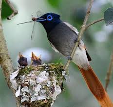 Birds Of South Africa Pictures And Names Eeding Time African Paradise Flycatcher Paradysvlieevanger Rodgerbowren Scientific Nam South African Birds Flycatcher Bird Photography