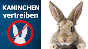 Einen marder aus dem garten zu vertreiben ist allerdings nicht so einfach. Kaninchen Im Garten Vertreiben Praktische Tipps Youtube